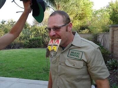 Springfield rodent trapping